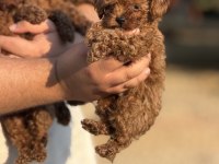 AŞILI ÇİŞ EĞİTİMLİ TOY POODLE BEBEKLER 