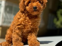 A kalite ırk sağlık garantili toy poodle yavrular
