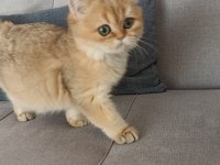 Çok güzel golden british shorthair iki kızımız