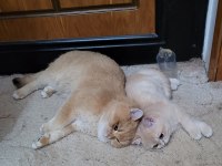Golden 7 aylık erkek british shorthair