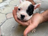 2,5 aylık french bulldoglar