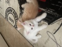 1.3 aylık chinchilla kedisi yavruları