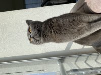 British shorthair kedisi