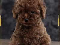 Toy poodle yavrularımız
