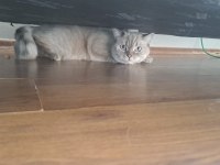 Akıllı kedilerim isteyene tekte verilir