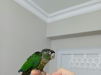 GREENCHEK KONUR PAPAĞANI