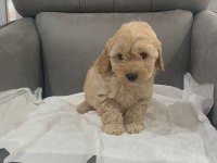 YUMAŞACIK TÜYLÜ MALTİPOO
