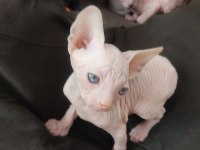 Top Quality Sphynx (Pedigreed)