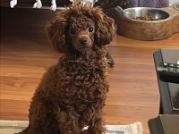 Toy poodle 9 aylık