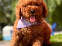 Sevimli Toy Poodle Yavrularımız