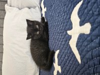 Sevimli British Shorthair Yavrular