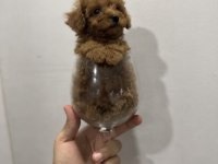 Toy Poodle Köpeği