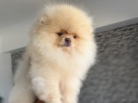 Tea cup pomeranian boo sçr belgeli