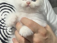 Evden Safkan Scottish Fold Yavrular