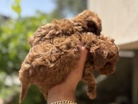 Orjinal kore toy Poodle bebekler son 2 erkek kaldı