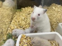 Hamster Ve Tüm İhtiyaçları (Adresine Gelsin)