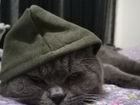 Kedi British shorthair