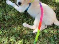 Köpeğimize acil kalıcı yuva ücretsiz