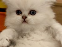 Scottish straight longhair pamuk bebek