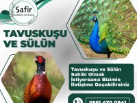 Tavus Kuşu Ve Sülün Bulunmaktadır