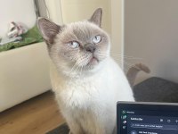 British Blue Point Dişi