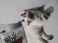 British shorthair