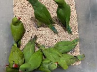 El Besleme Pakistan Papağanı 81 İle Gönderim Vardır