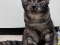 2 Aylık British Shorthair