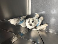 9 aylık morkie sahiplendirme