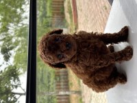Çikolata tadında poodle yavrumuz yeni ailesini bekliyor