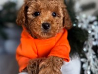 Full Safkan Toy Poodle yavruları Teslime Hazır