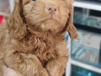 Irk Ve Sağlık Garanti Orjinal Maltipoo Yavrumuz