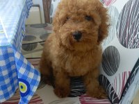 Safkan Erkek Poodle Yavrumuz Teslime Hazırdır