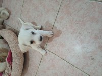Jack russell anne ,malta terrier baba