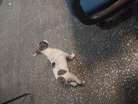 Orijinal kısa kuyruk french bulldog