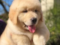 GOLDEN PUPPİES