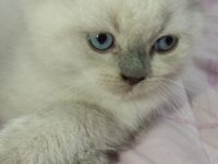 Blue point british shorthair isteyenler buraya