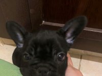 2 aylık french bulldog