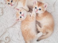 British shorthair ny11
