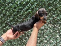 Dachshund Sosis Prenses