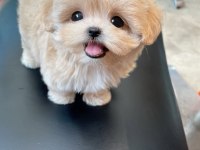 Orjinal Kore Kan Maltipoo