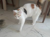 Çok tatlı kedidir