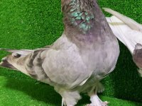 BOZ DUMANLI TAKKALI GÜVERCİN DİŞİ 81 İLE GÖNDERİLİR