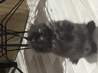 British Longhair Çikolatamıza Yuva Arıyoruz