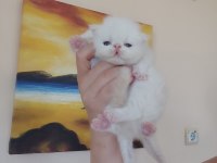 Persian Bebek Kedileri Sahiplendirme