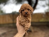 Renk Renk Çeşit Çeşit Toy Poodle Yavrularımız 