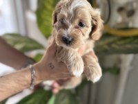 SAFKAN IRK GARANTİLİ MALTİPOO BEBEKLERİM