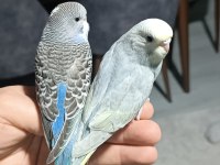 32 günlük yeni yeme düşmüş yavru kuşlar