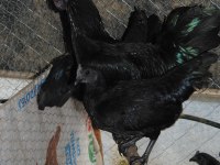 AYEM CEMANİ KULUÇKALIK YUMURTA & CİVCİV