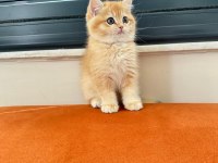 Golden Shaded British Shorthair Dişi Yavrumuz